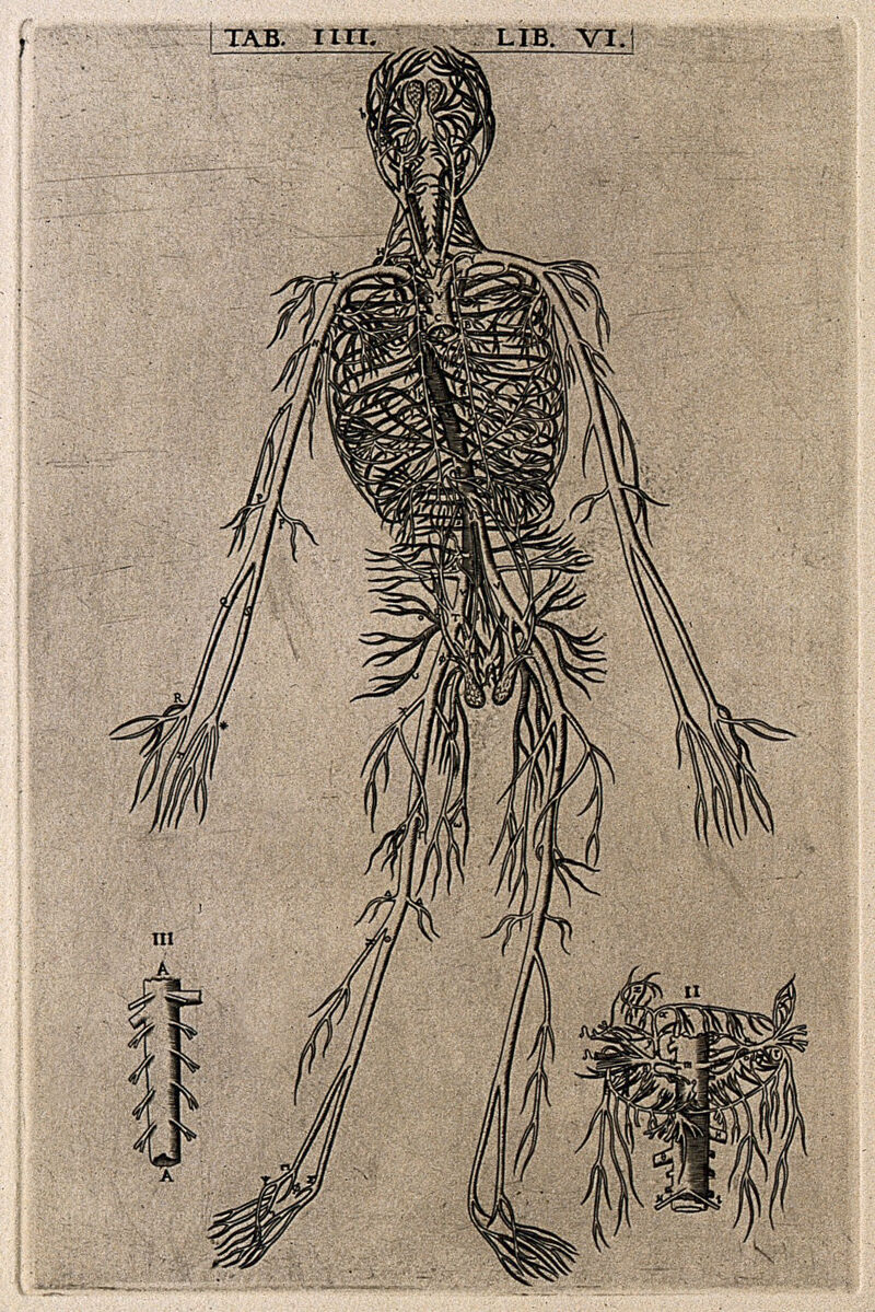 The arterial system of the human body. Engraving, 1568., by Gaspar Becerra