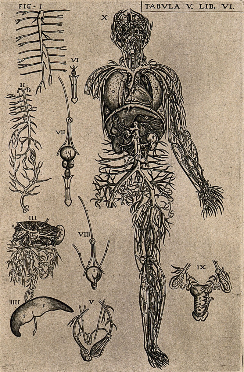 The venous and arterial system of the human body with internal organs and detail figures of the generative system. Engraving, 1568., by Gaspar Becerra