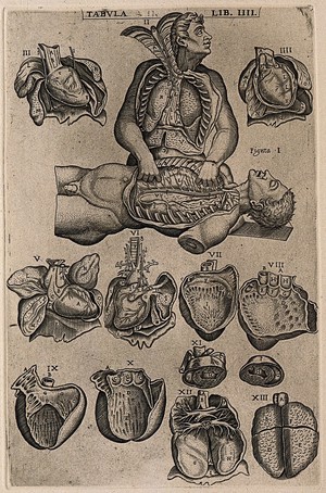 view Two figures with their thoracic cavity exposed, one dissecting the other (figs I-II), together with illustrations mainly of the heart (figs III-XI) and two of the lungs (figs XII-XIII). Engraving, 1568.