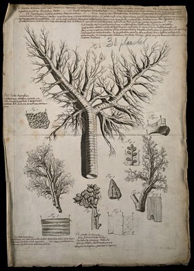 The trachea (windpipe) and bronchi. Engraving after G. de Lairesse, 1739.