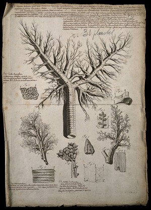 view The trachea (windpipe) and bronchi. Engraving after G. de Lairesse, 1739.