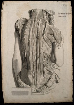 Muscles of the back and shoulder. Engraving after G. de Lairesse, 1739.