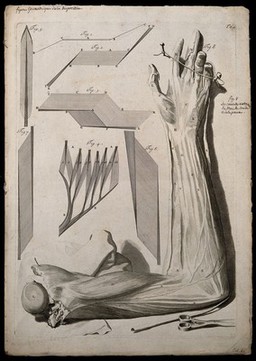 The muscles of the arm and palm of the hand and geometrical diagrams of the tendons and fibres of different muscles. Engraving after G. de Lairesse, 1739.
