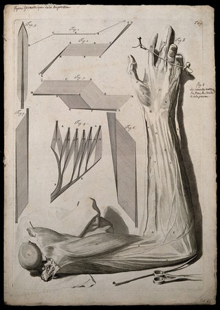 The muscles of the arm and palm of the hand and geometrical diagrams of the tendons and fibres of different muscles. Engraving after G. de Lairesse, 1739.