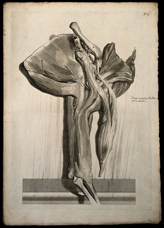 The muscles of the arm, elbow and shoulder and the bones of the lower arm. Engraving after G. de Lairesse, 1739.