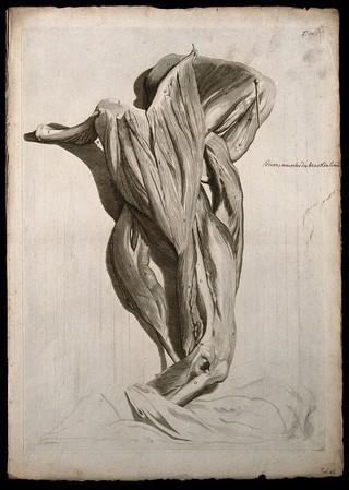Muscles of the shoulder, upper and lower arm. Engraving after G. de Lairesse, 1739.