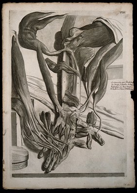 The muscles of the lower arm which act on the fingers, thumb and wrist raised from their origins and left at their insertions. Engraving after G. de Lairesse, 1739.