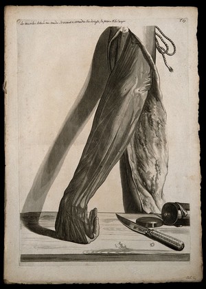 view A suspended lower arm from which the skin and fatty layer has been removed to reveal the muscles. Next to it is a knife and a surgical instrument case with its lid. Engraving after G. de Lairesse, 1739.