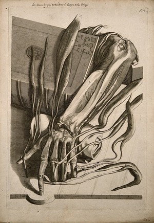 view The muscles of the lower arm and hand dissected and spread out across the dissecting table and a book. Engraving after G. de Lairesse, 1739.