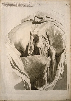 Muscles of the left thigh and hip. Engraving after G. de Lairesse, 1739.