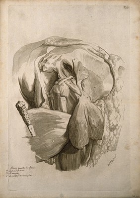 The gluteus muscles of the left side of the body. Engraving after G. de Lairesse, 1739.