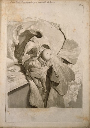 view The muscles of the left hip and thigh dissected away to expose the bones of the hip and the head of the femur. Engraving after G. de Lairesse, 1739.