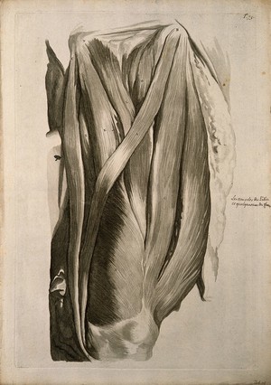 view The muscles of the left thigh, seen from the front. Engraving after G. de Lairesse, 1739.