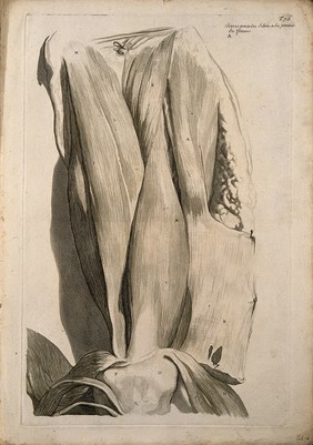 Muscles of the thigh, seen from the front. Engraving after G. de Lairesse, 1739.