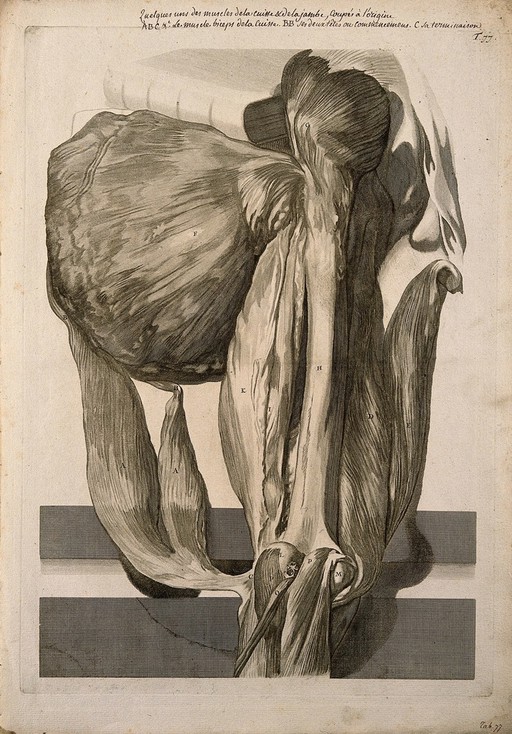 A deep dissection of the muscles of the thigh, seen from the back. Engraving after G. de Lairesse, 1739.