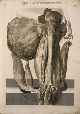 A deep dissection of the muscles of the thigh, seen from the back. Engraving after G. de Lairesse, 1739.