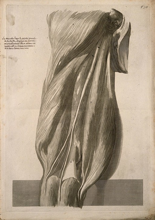A back view of the muscles of the thigh, intact but slightly separated from each other. Engraving after G. de Lairesse, 1739.