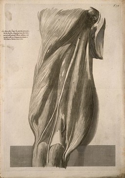 A back view of the muscles of the thigh, intact but slightly separated from each other. Engraving after G. de Lairesse, 1739.