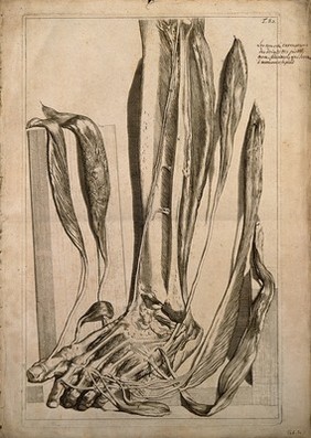 The extensor muscles of the foot dissected and left attched at their insertions. Engraving after G. de Lairesse, 1739.