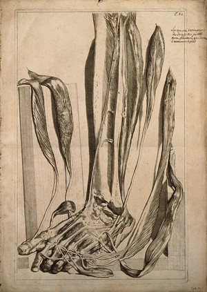 view The extensor muscles of the foot dissected and left attched at their insertions. Engraving after G. de Lairesse, 1739.