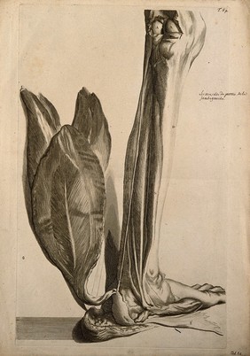 The muscles of the back of the lower left leg. Engraving after G. de Lairesse, 1739.