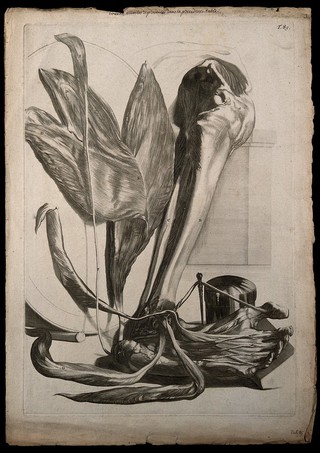 The muscles of the lower leg and the sole of the foot, dissected and separated, with the tibia and fibula exposed. Engraving after G. de Lairesse, 1739.