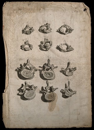 Cervical, thoracic and lumbar vertebrae. Engraving after G. de Lairesse, 1739.