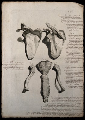 The scapula (figures 1-2) and the clavicle (figures 3-4) and the sternum seen from the front (figure 5). Engraving after G. de Lairesse, 1739.