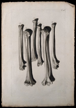 view The bones of the arm. Engraving after G. de Lairesse, 1739.