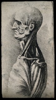 Head and shoulders of a man, seen from the left, showing the muscles of the neck, chest and shoulder. Etching by Wenceslaus Hollar after Leonardo da Vinci, 1651.