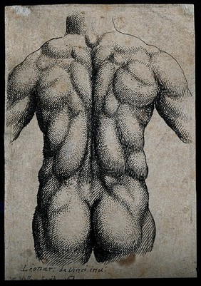 Torso of a man, seen from the back, with the muscles emphasized. Etching by Wenceslaus Hollar after Leonardo da Vinci, 1645.