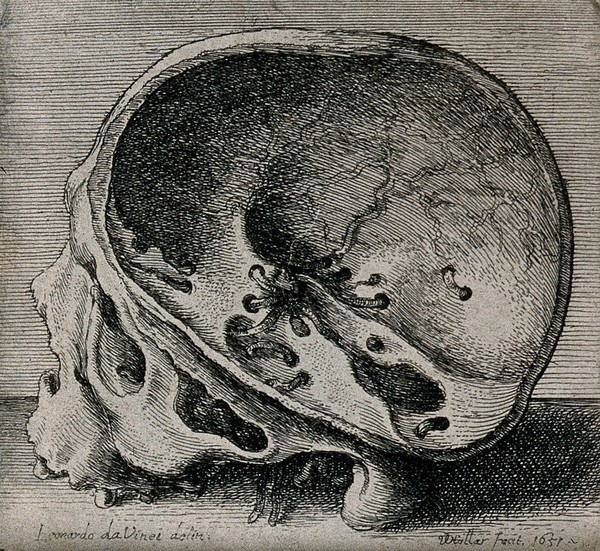 Cross-section of skull in profile view, showing the intercranial nerves and vessels. Etching by Wenceslaus Hollar after Leonardo da Vinci, 1651.