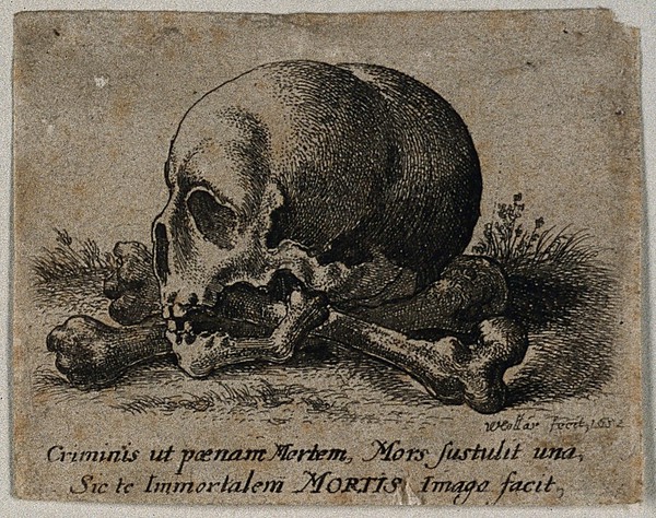 A skull in profile view, resting on two crossed femurs. Etching by Wenceslaus Hollar, 1652.