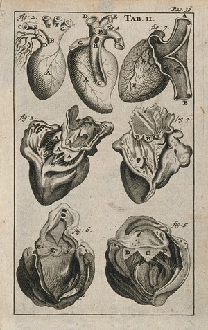 view The anatomy of the heart. Engraving, 1686.