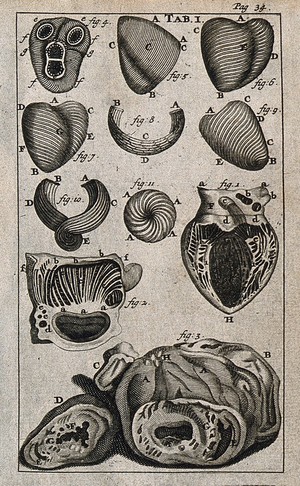 view The heart and its muscle fibres. Engraving, 1686.