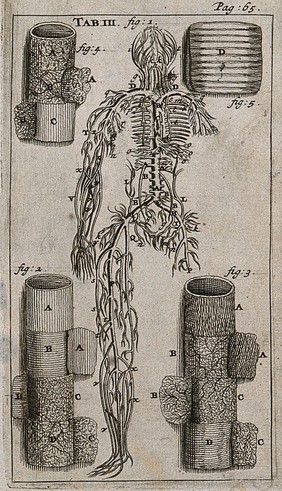 The venous systems of the liver, showing the branches of the vena porta (figure 1) and the vena cava (figure 2). Engraving, 1686.