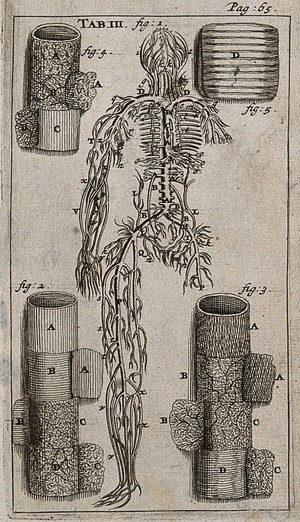 view The venous system, detail of an arterial trunk and the membranes of the trachea (windpipe). Engraving, 1686.