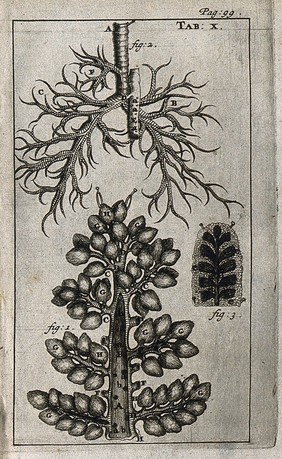 The lungs and trachea (windpipe). Engraving, 1686.