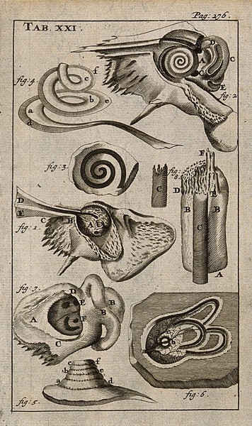 The anatomy of the ear. Engraving, 1686.