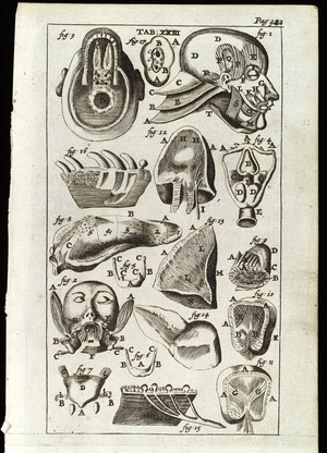 view Muscles of the tongue and head. Engraving, 1686.