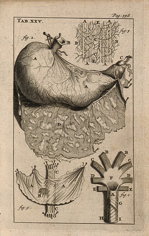 view The stomach, peritoneum and oesophagus. Engraving, 1686, after Gérard de Lairesse, 1685.
