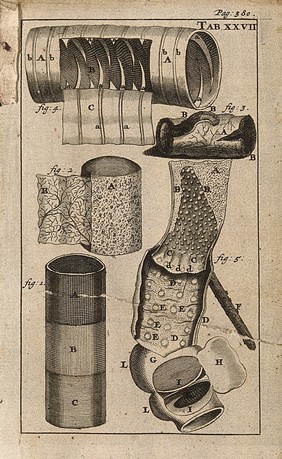 The intestines. Engraving, 1686.
