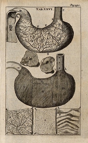 view The stomach. Engraving, 1686, the third and fourth figures after G. de Lairesse, 1685.