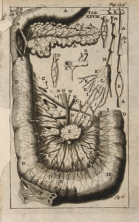 The duodenum (small intestine) and the pancreas. Engraving, 1686.