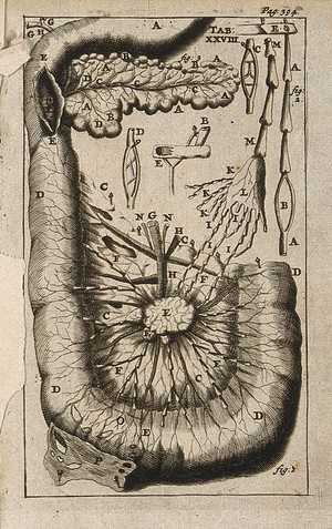 view The duodenum (small intestine) and the pancreas. Engraving, 1686.