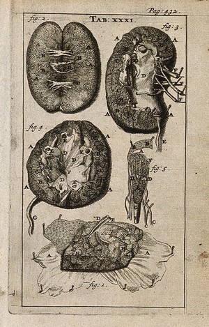 view The liver and the kidneys. Engraving, 1686, the third, fourth and fifth figures after G. de Lairesse, 1685.