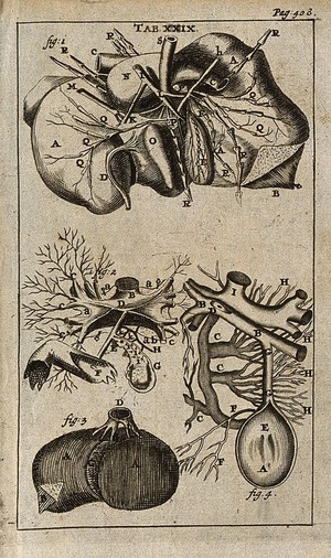 view The liver (figure 1) and gallbladder (figure 4). Engraving, 1686.