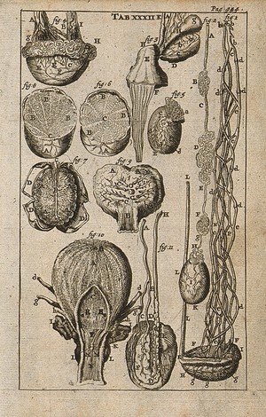 view The male genito-urinary system and the testicle of a dog (figures 4 and 6) Engraving, 1686.