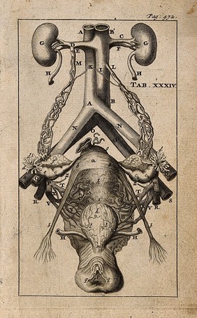 Female genito-urinary system. Engraving, 1686, after R. de Graaf, 1672.