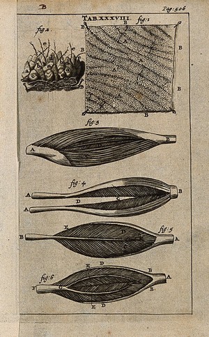 view The skin, in microscopic view (figures 1-2), and muscles (figures 3-6). Engraving, 1686.